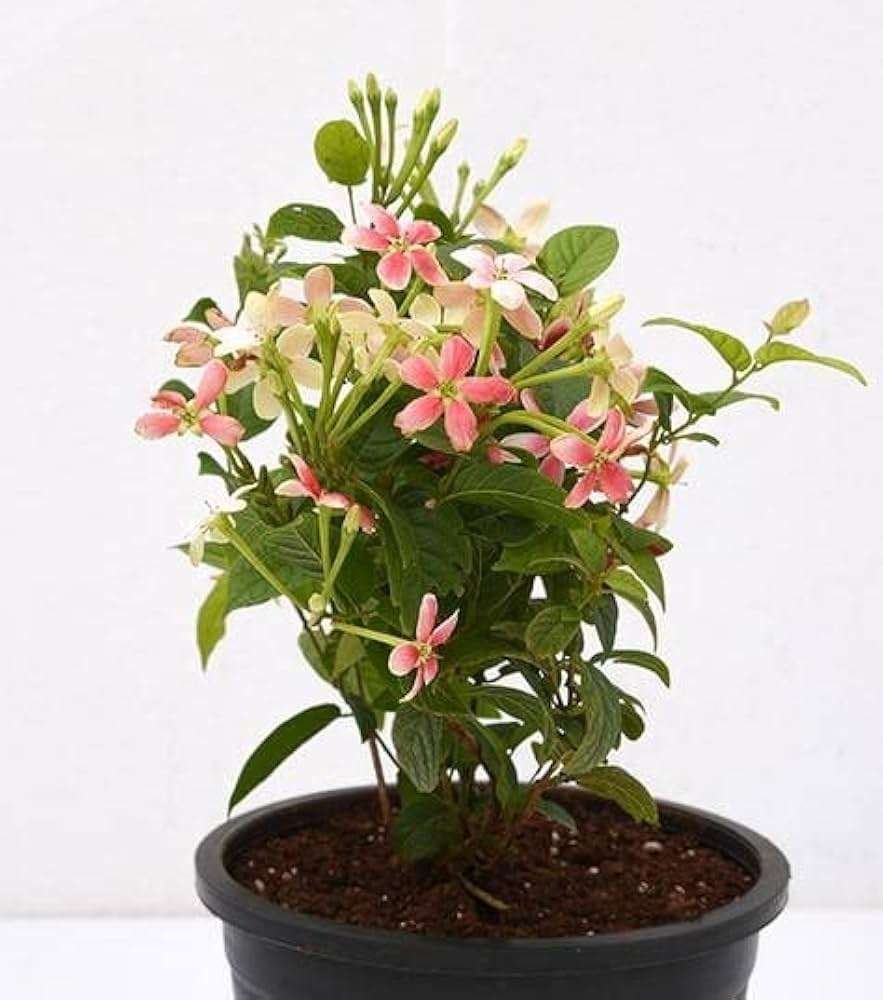 Rangoon Creeper (Red Madhumalti)